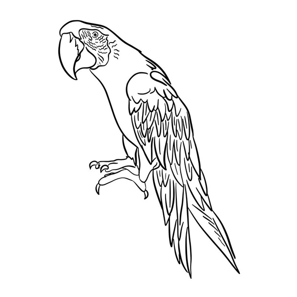 Sketch parrot doodle style.Exotic bird image hand drawn rukl.Doodle vector illustration - Вектор,изображение