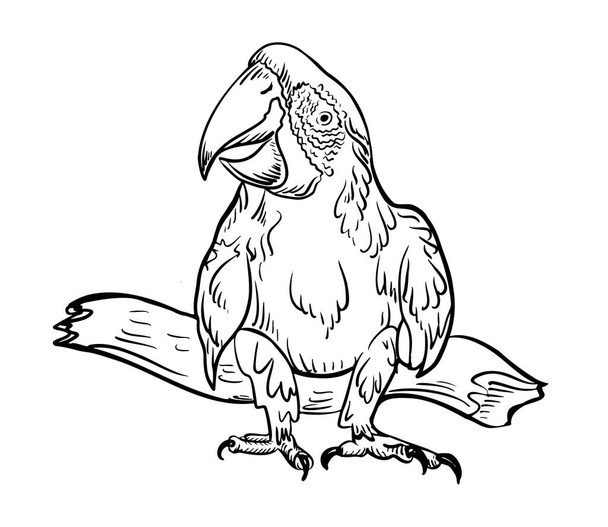 Black and white engrave isolated parrot. Vector illustration. - Vetor, Imagem