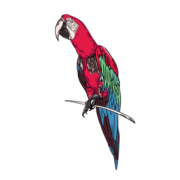 Sketch of a parrot on a branch in color. Vector illustration. - Vector, imagen