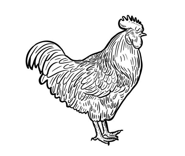 Hand drawn ink illustration of ROOSTER cock. Vector illustration. - Vector, Image