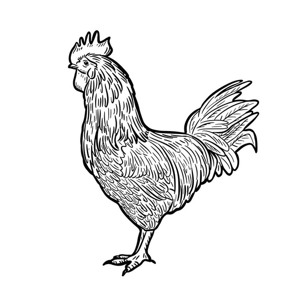 Engraved rooster. Rooster hen sketch isolated on white background, hand drawn retro style vintage rooster, farm. Vector illustration. - Vektor, kép