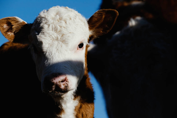 Hereford calf with cows on farm - Fotó, kép