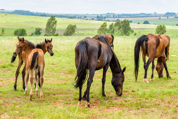 Άλογα, Νότια Αφρική. Νοεμβρίου 2014. - Φωτογραφία, εικόνα