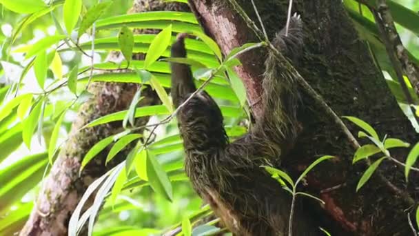 Sloth in Rainforest, Costa Rica Wildlife, Climbing a Tree, Brown Throated Three Toed Sloth (bradypus variegatus) Moving Slowly in Tortuguero National Park, Animals in the Wild, Central America - Materiał filmowy, wideo