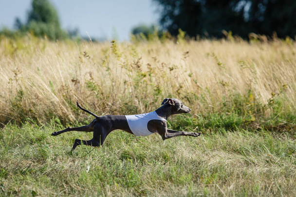 Coursing training. Small Dog Italian Greyhound pursues bait in the field. - Foto, Imagen