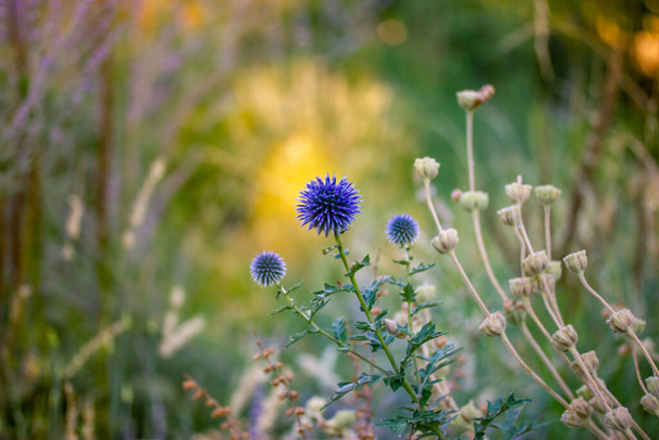 Small globe thistle or Echinops ritro flowering plant in shape of round purple-blue ball on green natural background. Growing flowers in a summer garden, floriculture. Wild flower in a spot of light. - Фото, изображение