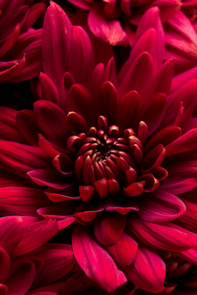 Burgundy chrysanthemum flowers on a white background close up - Foto, immagini