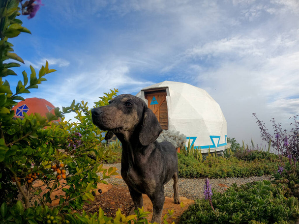 beautiful dog in front of a dome in nature - Foto, afbeelding