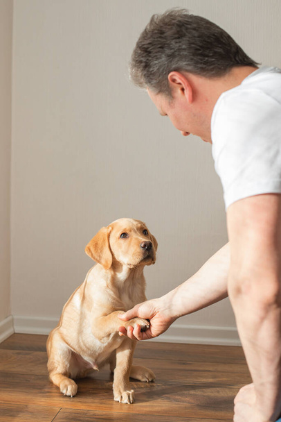 A young man trains a labrador retriever puppy at home. Dog gives paw to owner. Animal friendship and care. - Φωτογραφία, εικόνα
