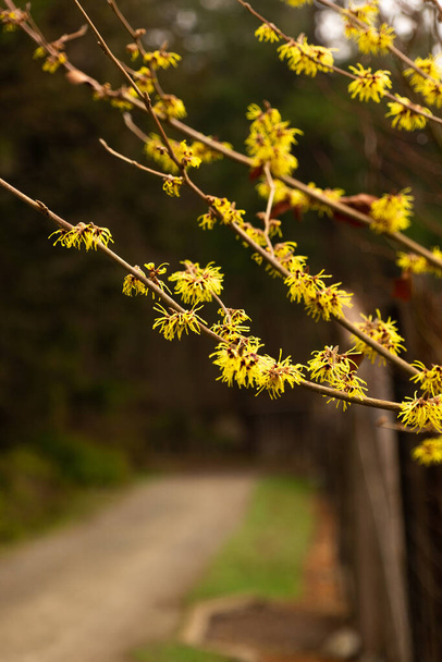 Branch of Witch Hazel flowers with copy space (Hamamelis Japonica) - Photo, Image
