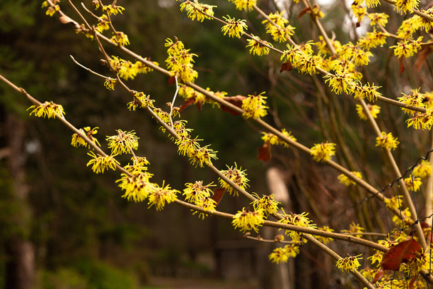 Branch of Witch Hazel flowers (Hamamelis Japonica) - Photo, Image