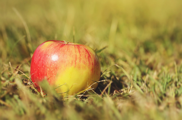 Ripe apple in green grass  - Photo, image