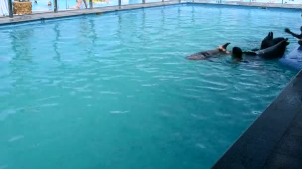 Woman caucasian swimming with dolphins in the pool. Dolphin therapy. Girl holding fins of dolphin. Dolphinarium. Leisure, relaxation entertainment, positive impressions, recreation. Marine sea mammals - Filmati, video