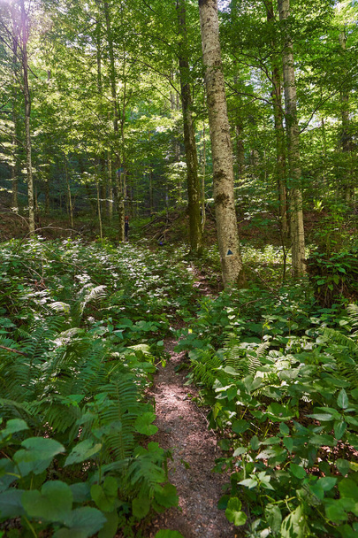 Mountain hiking trail through the forest with lush vegetation - Foto, Bild