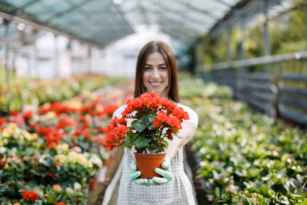Mulher segura um pote de flores em suas mãos, plantas em crescimento para venda, planta como um presente, flores em uma estufa - Foto, Imagem