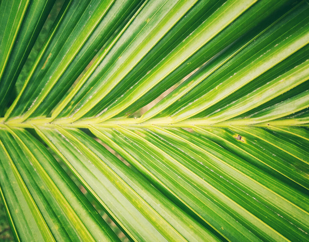 Concepto de fondo verde. hojas tropicales - Foto, imagen