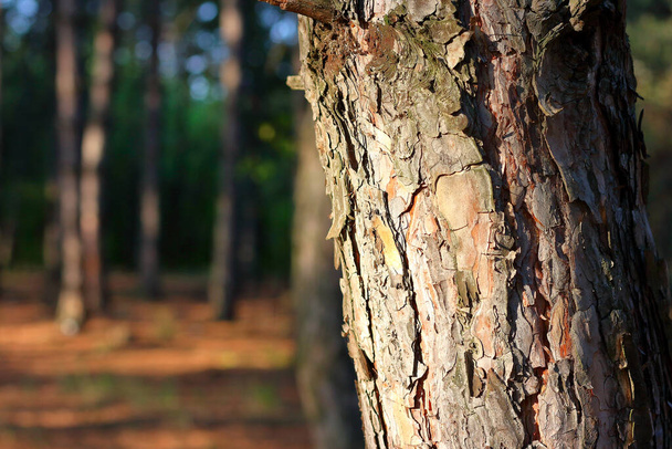 Фрагмент стовбура соснового дерева в променях заходу сонця
 - Фото, зображення