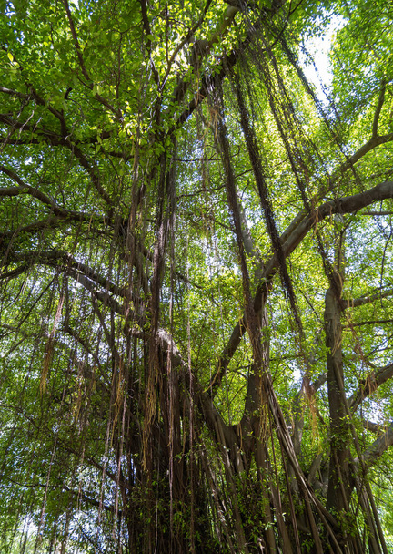 Portrait of a large banyan tree with many aerial roots, with green leaves. - Foto, Imagem