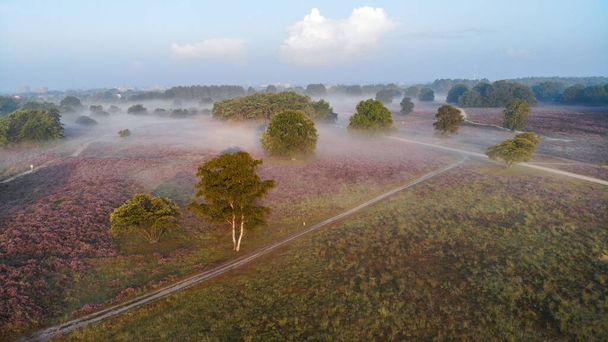 Zuiderheide National park Veluwe, purple pink heather in bloom, blooming heater on the Veluwe by Laren Hilversum Netherlands, blooming heather fields - 写真・画像