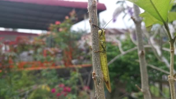 wounded Giant Short-horned Grasshopper in the garden - Filmati, video