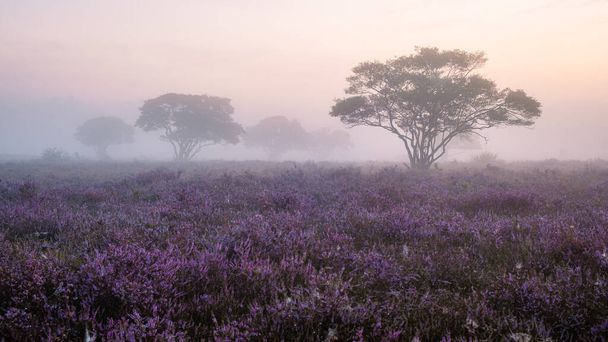 Zuiderheide National park Veluwe, purple pink heather in bloom, blooming heater on the Veluwe by Laren Hilversum Netherlands, blooming heather fields - Φωτογραφία, εικόνα