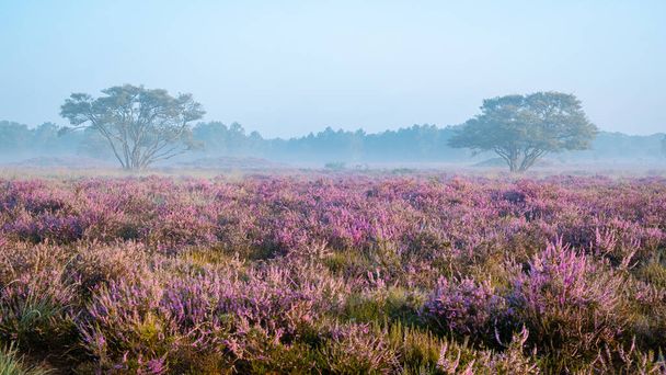 Zuiderheide National park Veluwe, purple pink heather in bloom, blooming heater on the Veluwe by Laren Hilversum Netherlands, blooming heather fields - Photo, Image