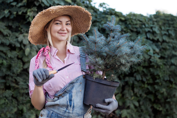A young woman is planting a Christmas tree in the soil. The concept of landscape design, gardening - a gardener plants trees in a summer garden - Foto, Bild