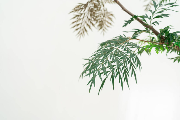 Southern Silky Oak, Silky-oak, green leaf isolate on white background. - Foto, afbeelding