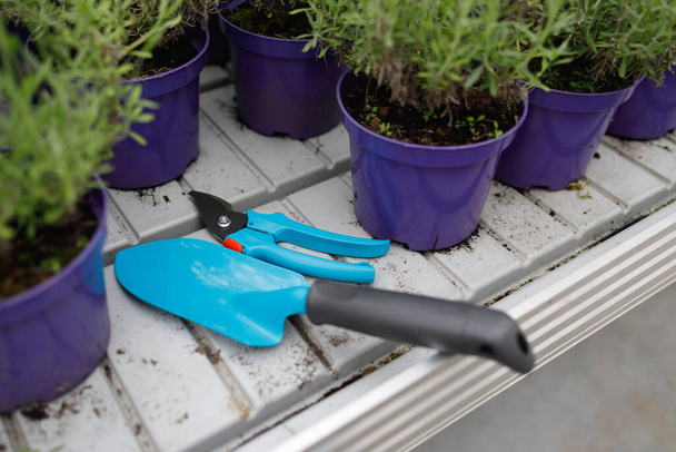 Gardener's tools lying on a shelf with pots of lavender seedlings - Foto, afbeelding