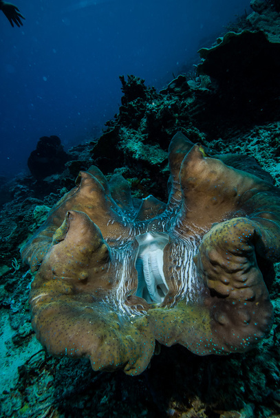 Το γιγαντιαίο σφιγκτήρα στην Derawan, υποβρύχια φωτογραφία Καλιμαντάν της Ινδονησίας - Φωτογραφία, εικόνα