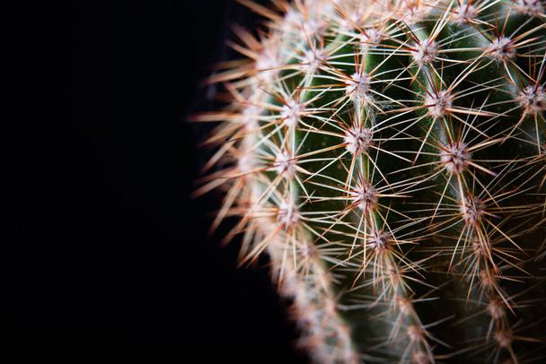 cactus close-up on a black background - Zdjęcie, obraz