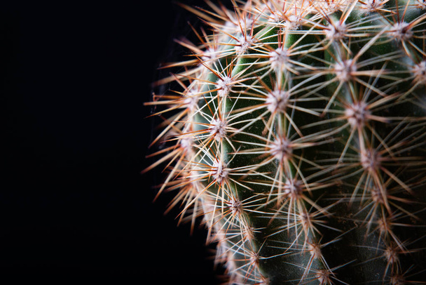 cactus close-up on a black background - Foto, afbeelding