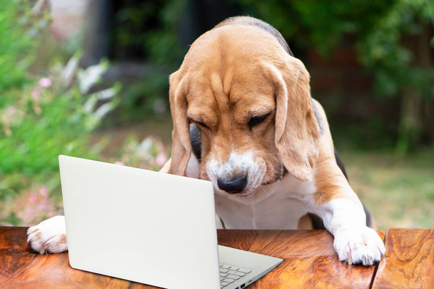 funny dog beagle attentively looks at a laptop on a table in the garden - Zdjęcie, obraz