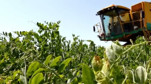 Harvesting Ripe Peas on the Plantation ; Harvesting ripe peas with a modern harvester on a large plantation - Felvétel, videó