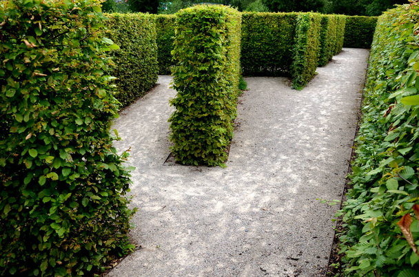 outdoor maze for kids. planted hornbeams in a row in hedge. plants are mulched. there is a gray gravel road between lines. in winter whole maze can be seen from a height. lawn in castle, lost, inside - Фото, изображение