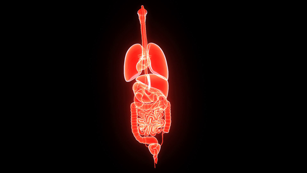Menschliche Organe - Filmmaterial, Video