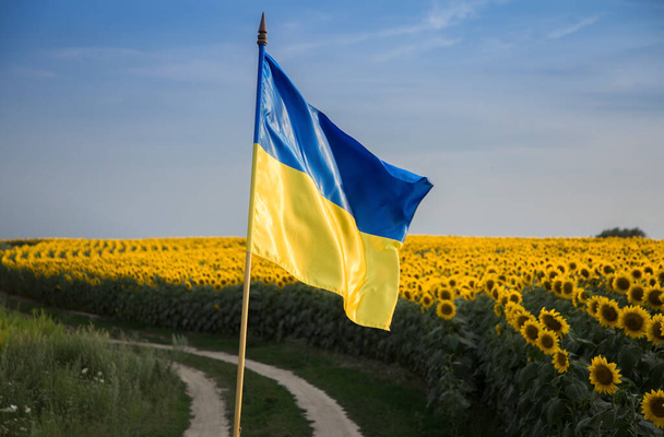 satin flag of Ukraine in yellow and blue colors against of beautiful blooming field of sunflowers, country road and sky. stop war. pride of nation, symbol of the country, patriotism. Independence Day - Foto, Imagem