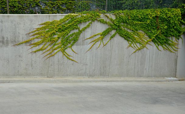 a climbing vine grows on the smooth concrete walls with clips at the end of the leaves, targets stick to every surface. the gray wall of the fence is decorated with random branches of the creeper - Foto, afbeelding