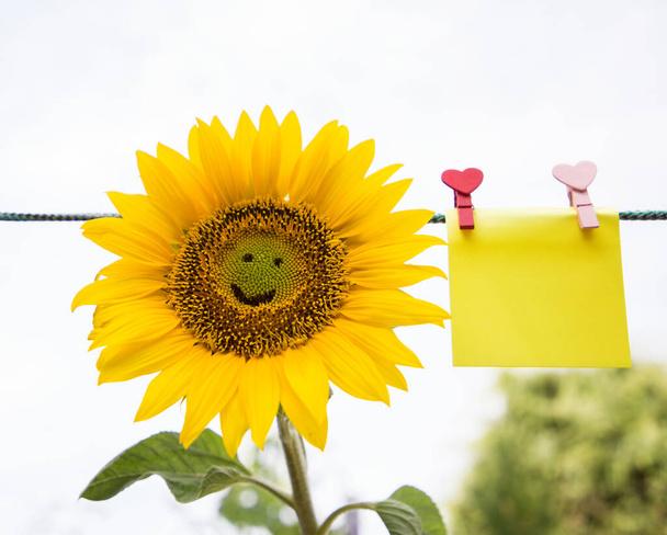 yellow sunflower flower with a smile on it and a piece of paper for writing on it, pinned to a rope on a light background. copy space. Smile day, postcard, positive, festive mood - 写真・画像
