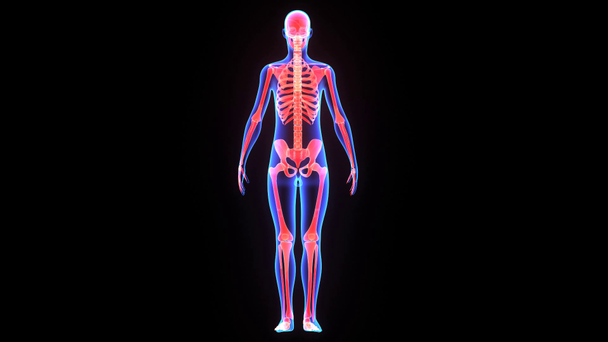 Esqueleto humano - Metraje, vídeo