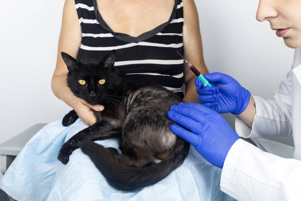 Cat has fur problem. Bald patches and dermatitis. Subcutaneous tick, demodicosis, hair-eater. Veterinarian examines cat and prescribes treatment. Pet shows bald patches and areas of skin without hair - Foto, Bild