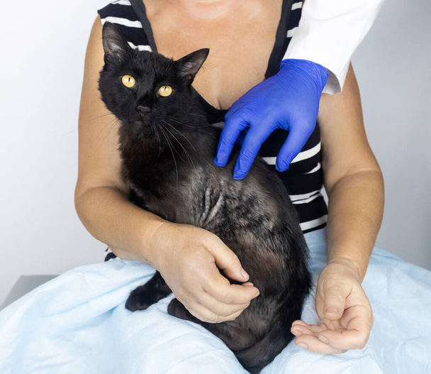 Cat has fur problem. Bald patches and dermatitis. Subcutaneous tick, demodicosis, hair-eater. Veterinarian examines cat and prescribes treatment. Pet shows bald patches and areas of skin without hair - Foto, imagen