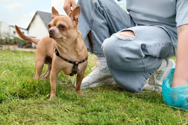 Woman picking up her dog's poop from green grass in park, closeup - Φωτογραφία, εικόνα