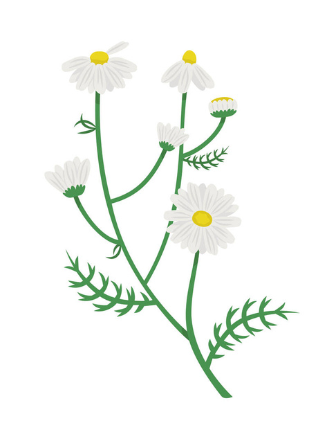 Bush of daisies. Chamomile in cartoon style. - Vector, Image