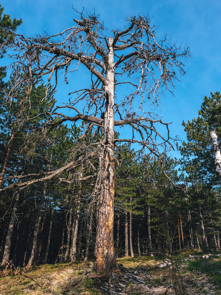 Dead pine tree at Divcibare, Serbia. Divcibare is famous tourist resort of Maljen mountain. - Fotó, kép