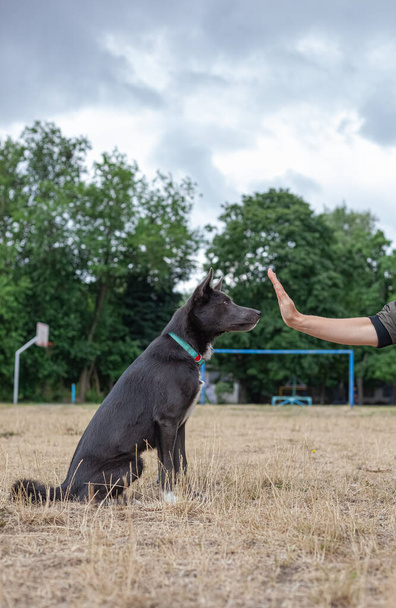 Gray mestizo dog playing with a man on the field - Фото, изображение
