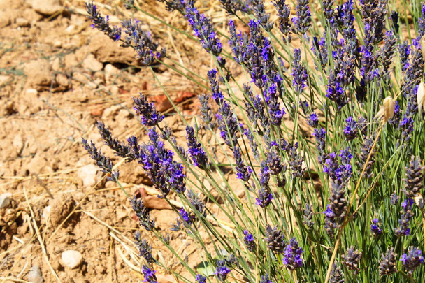 Landscape of beautiful lavender fields in the province of Murcia - Foto, immagini