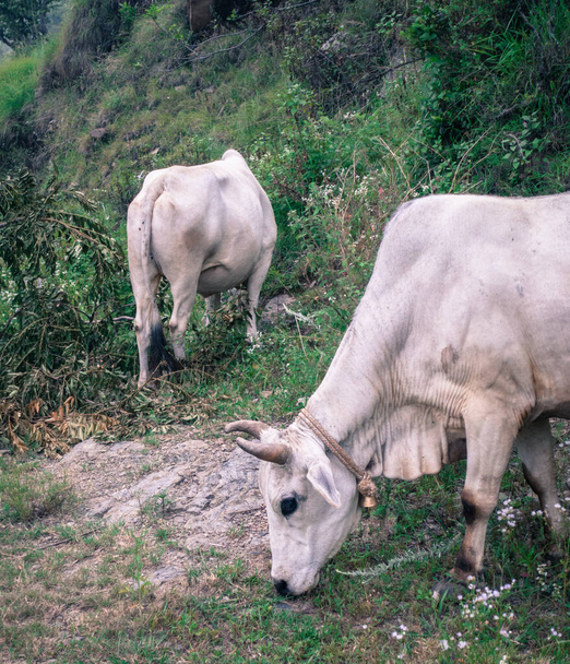 Дріб білих індійських корів, що пасуться у верхньому гімалайському регіоні. Уттаракханд Індія. - Фото, зображення