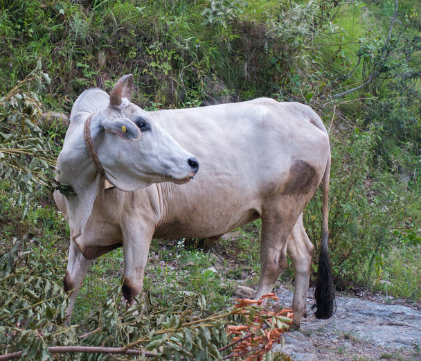 An Isolated shot of White Indian Cow in the upper himalayan region. Uttarakhand India. - Foto, afbeelding