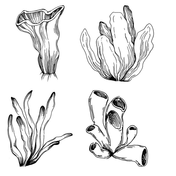 Hand drawn corals isolated on white. Sketch drawing - Vektor, Bild